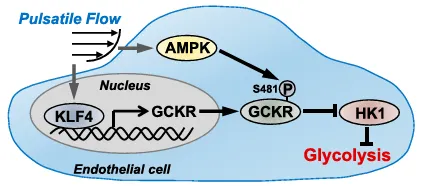 KLF4 和 AMPK 在內皮細胞中脈動切應力抑制糖酵解過程中的作用